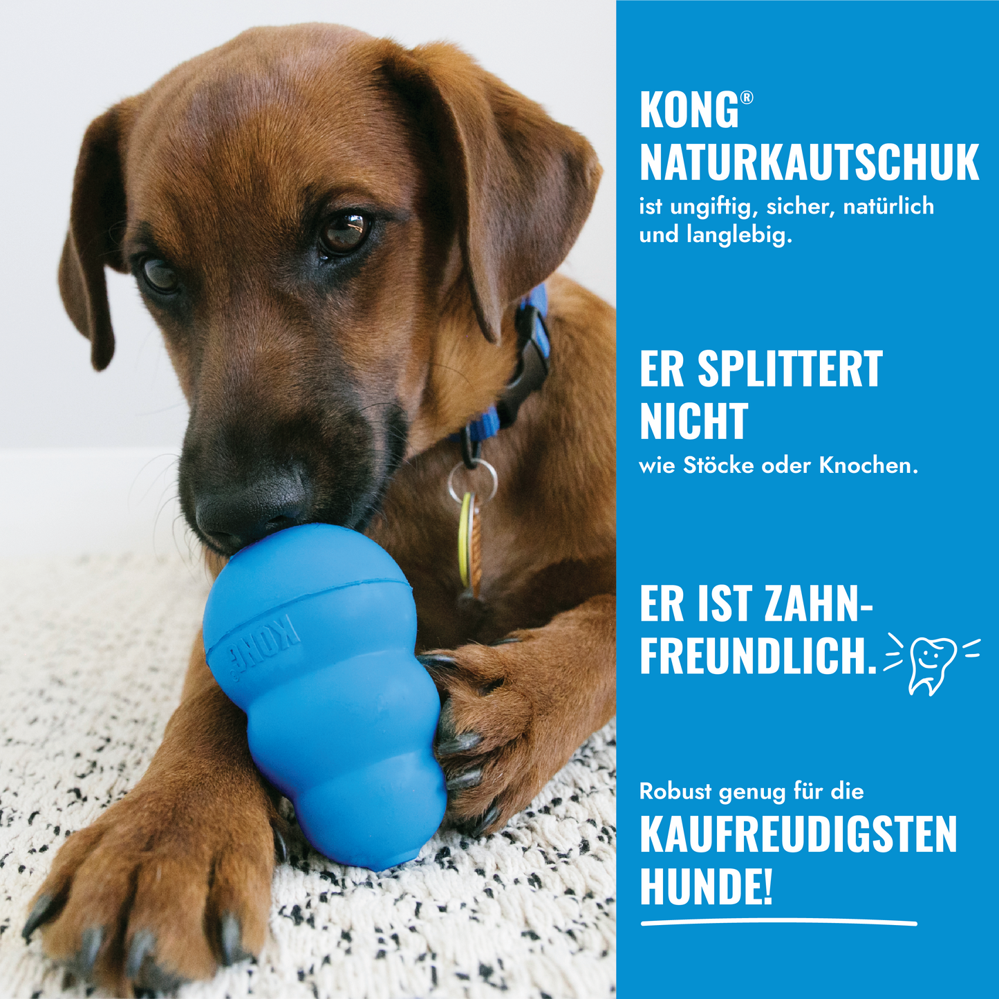 KONG Puppy