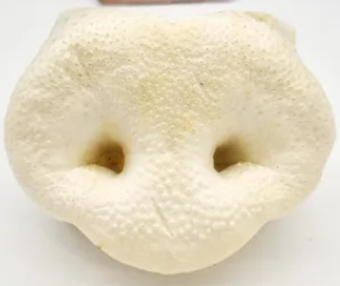 Honignase Schwein gepufft