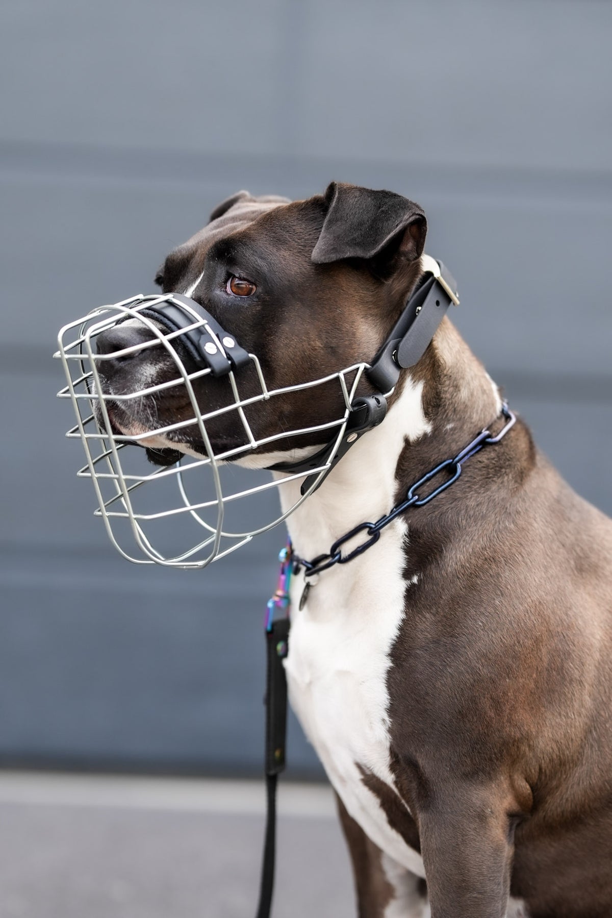 American Staffordshire Terrier