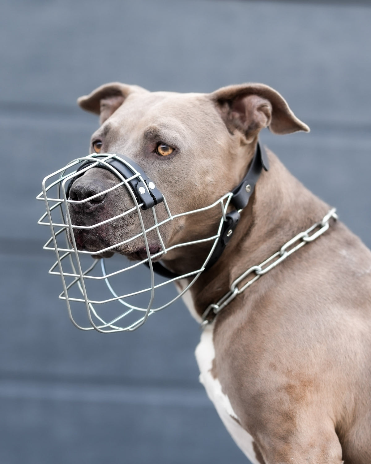 American Staffordshire Terrier