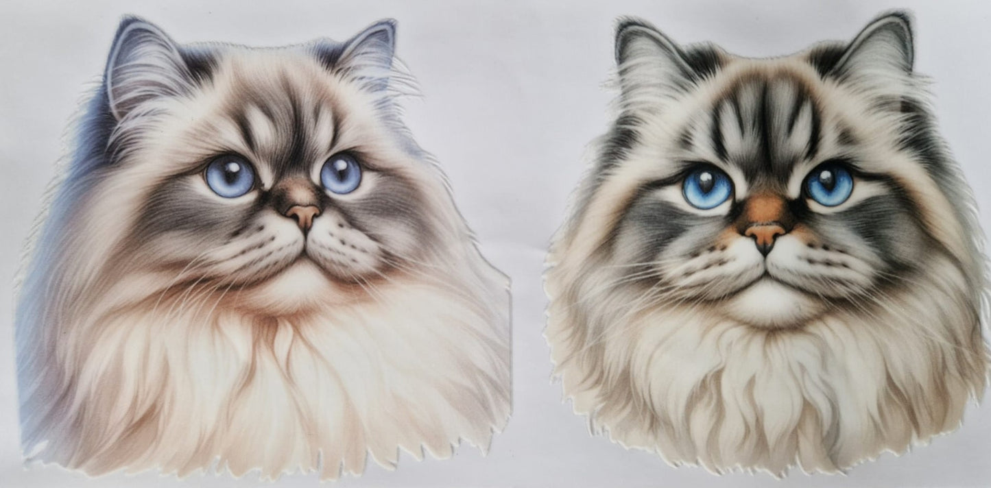 Glas mit Deckel&Stohhalm + Katzenmotiv