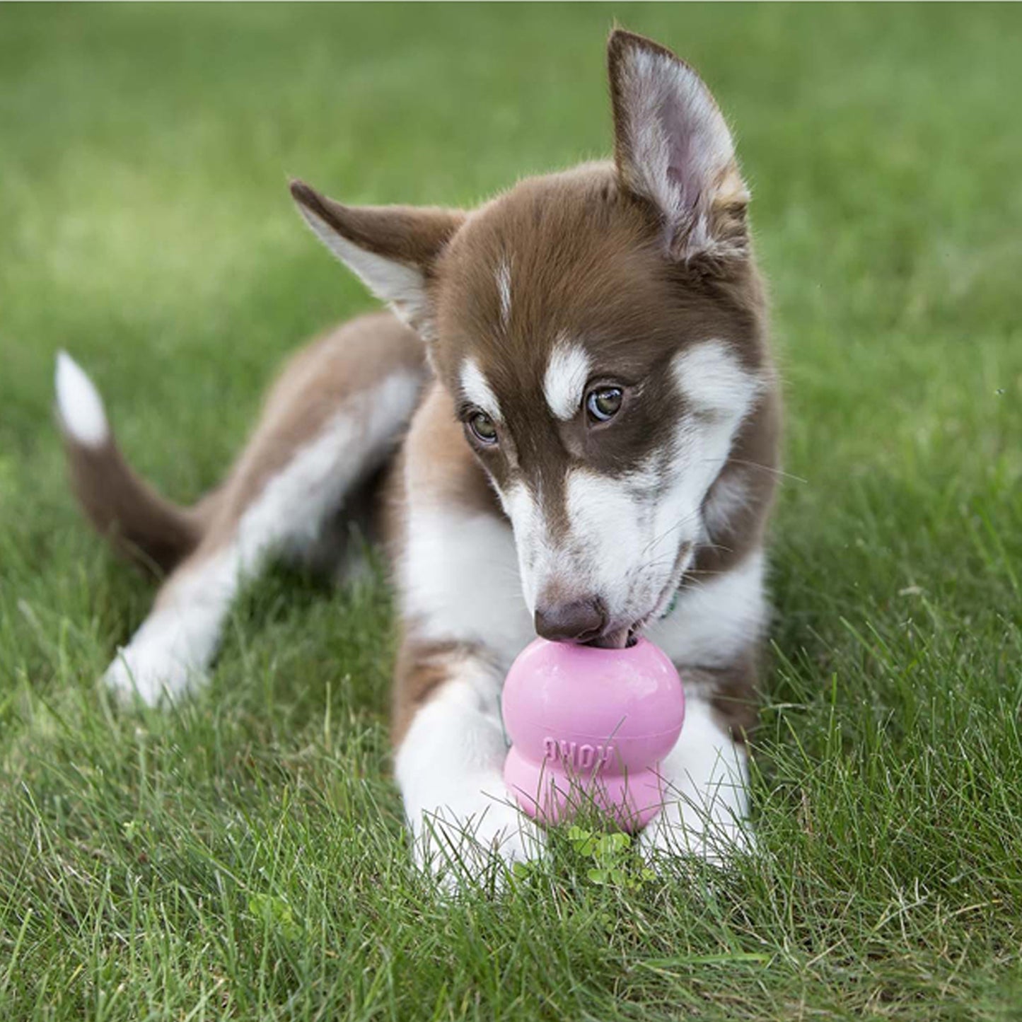 Easy Treat