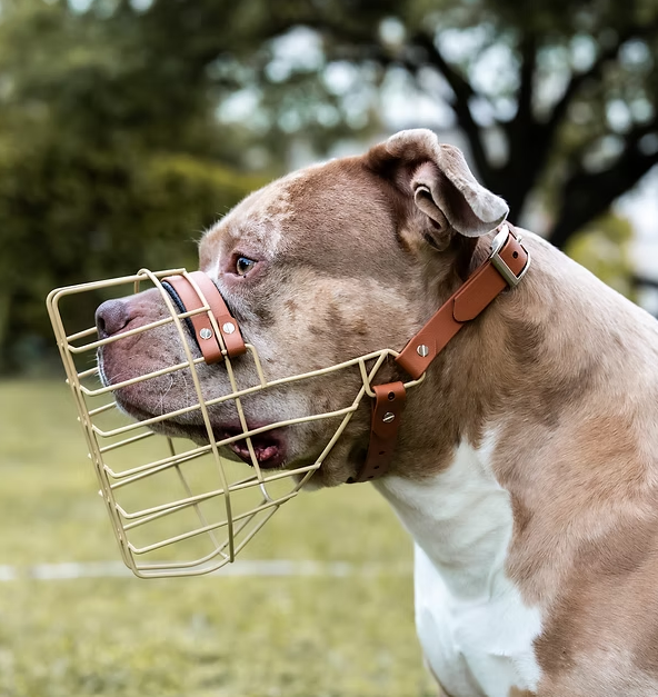 American Bully XL