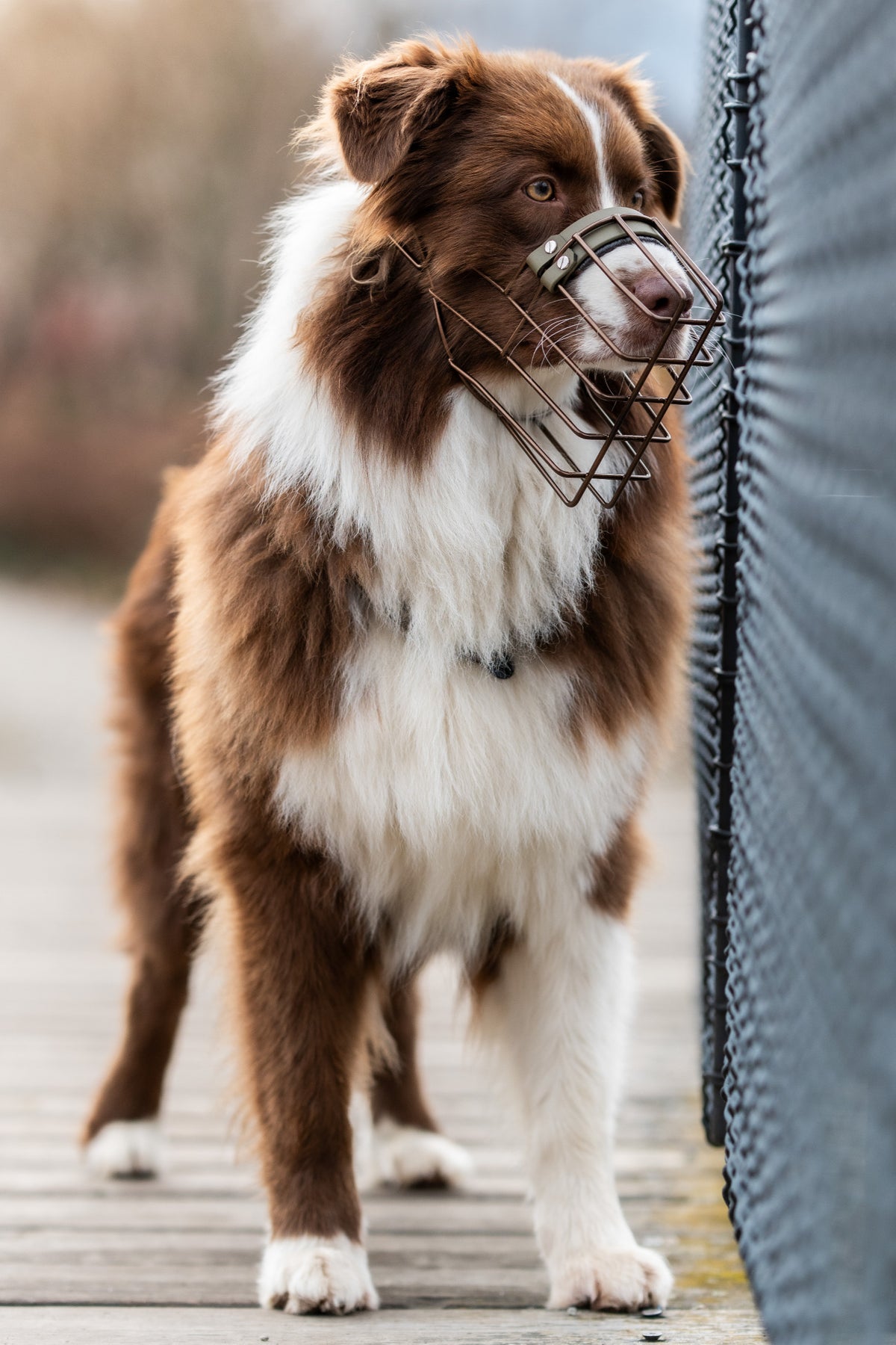 Unimon Australian Shepherd