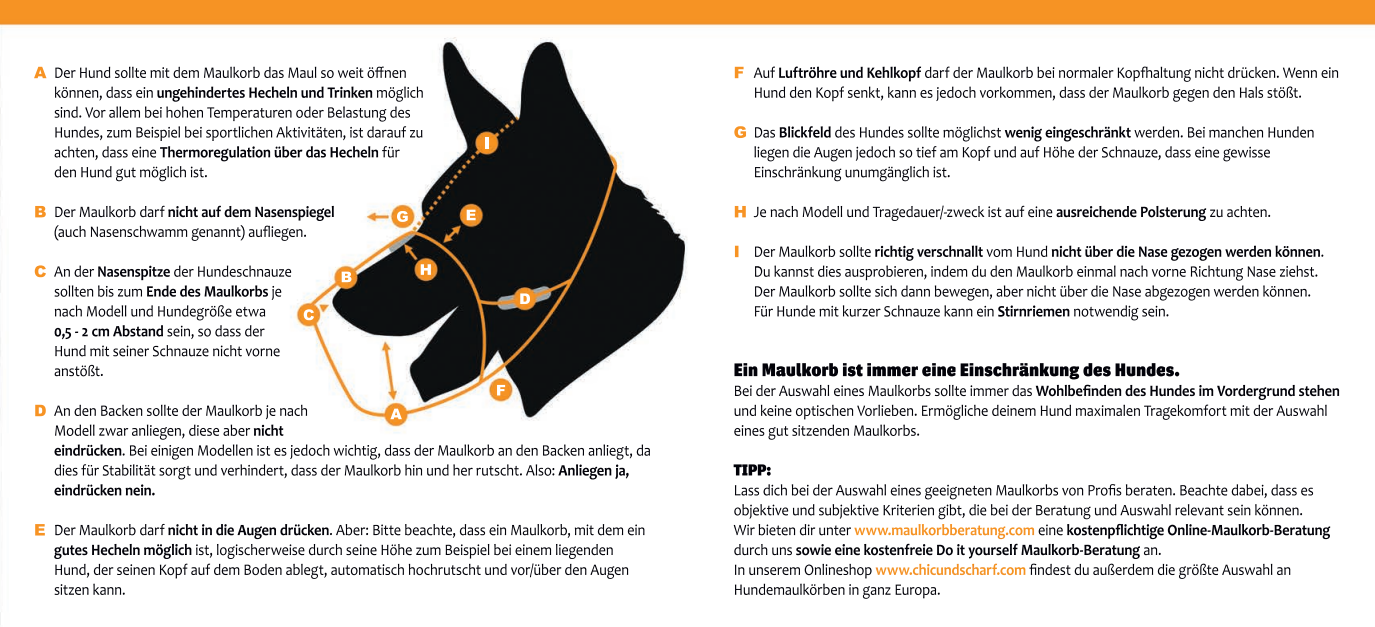 CHOPO Ridgeback Hündin