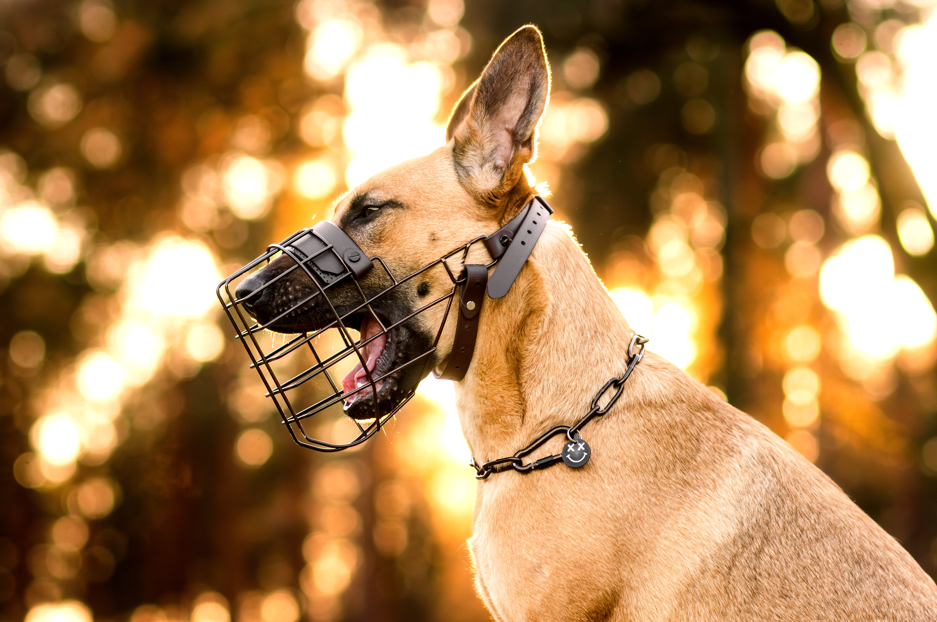 Unimon Malinois