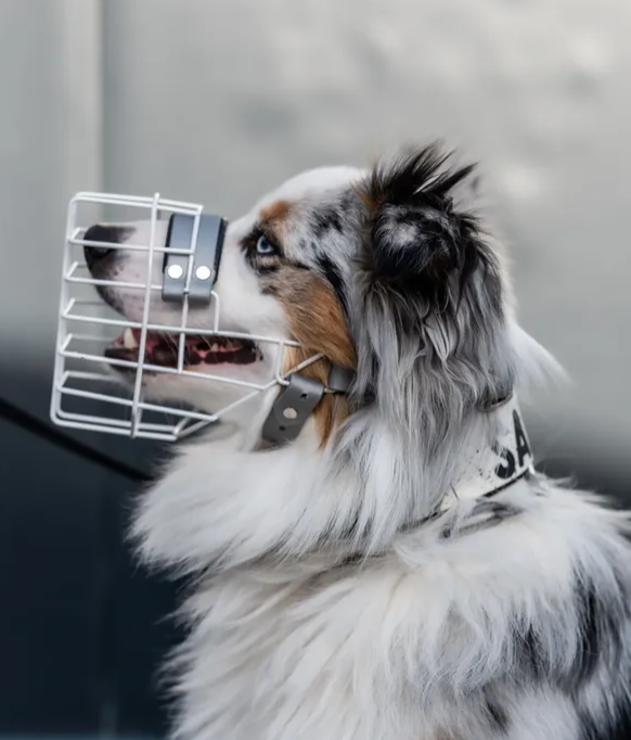 Unimon Mini Australian Shepherd